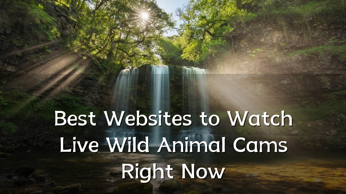 Best Websites to Watch Live Wild Animal Cams Right Now